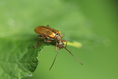 Cortodera humeralis