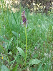 Dactylorhiza sambucina