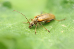 Cortodera humeralis