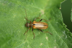 Cortodera humeralis