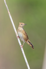 Locustella luscinioides