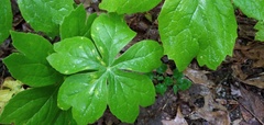 Podophyllum