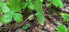 Podophyllum