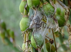 Philodromus emarginatus