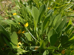 Scorpiurus muricatus