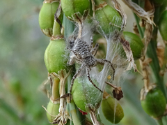 Philodromus emarginatus