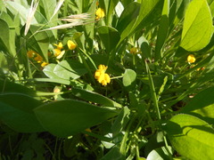 Scorpiurus muricatus