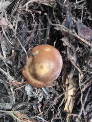Baeospora occidentalis