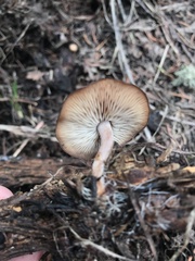 Baeospora occidentalis