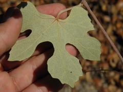 Vitis shuttleworthii