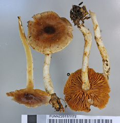 Cortinarius dysodes