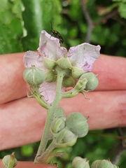 Rubus ulmifolius image