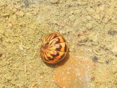 Glomeridae