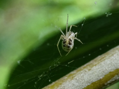 Theridion varians