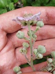 Rubus ulmifolius image