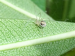 Theridion varians