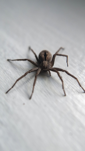 Common Lance-backed Crab Spider, 20th Side Rd. & Malibu, Thunder Bay, ON P7K 1C3, Canada, photo 6 of 10