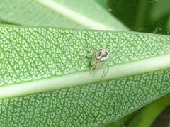 Theridion varians