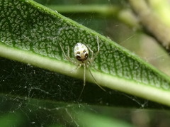Theridion varians