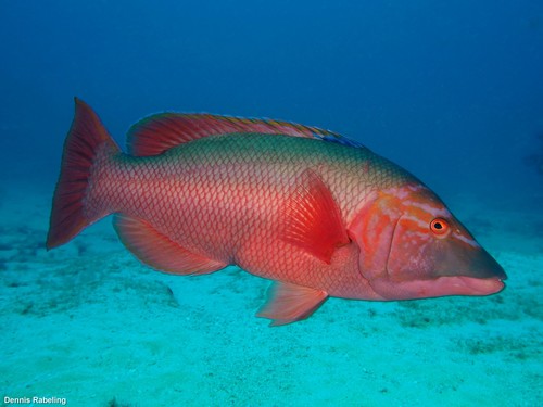 Barred Hogfish