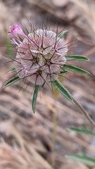 Lomelosia stellata