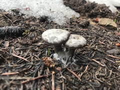 Clitocybe glacialis