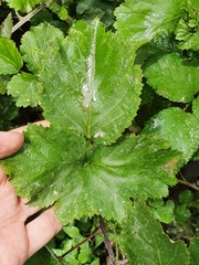 Rubus ulmifolius image