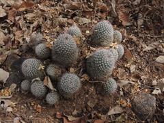Mammillaria beneckei