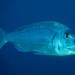 Red Porgy - Photo (c) Dennis Rabeling, some rights reserved (CC BY-NC-ND), uploaded by Dennis Rabeling
