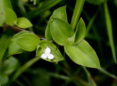 Callisia gracilis
