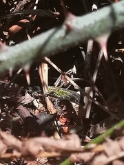 Podarcis carbonelli carbonelli