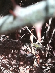 Podarcis carbonelli carbonelli