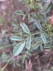 Dalea ornata
