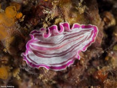 Prostheceraeus roseus