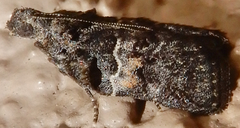 Satole ligniperdalis