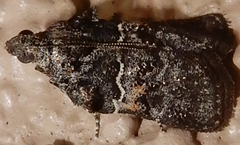 Satole ligniperdalis