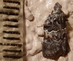 Satole ligniperdalis