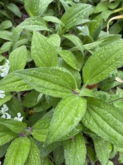 Digitalis grandiflora