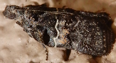 Satole ligniperdalis