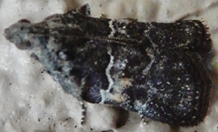 Satole ligniperdalis