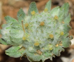 Filago micropodioides