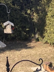 Cardinalis cardinalis