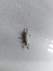 Compsus viridivittatus