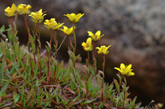 Saxifraga hirculus
