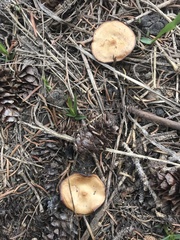 Baeospora occidentalis