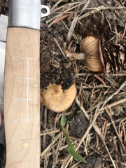 Baeospora occidentalis