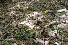 Ranunculus monspeliacus