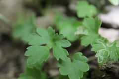 Ranunculus monspeliacus