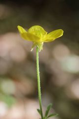 Ranunculus monspeliacus