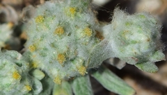 Filago micropodioides